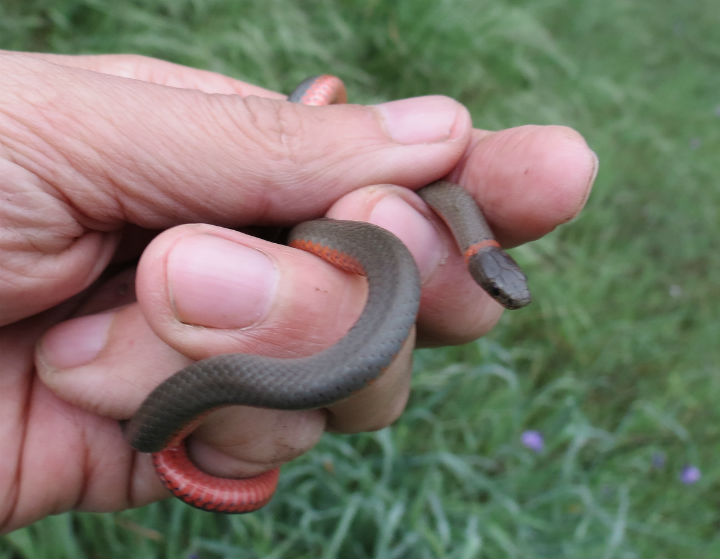 Pacific Ringneck Snake